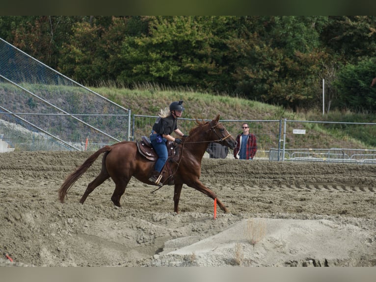 Belgisches Warmblut Stute 6 Jahre 162 cm Fuchs in Hellevoetsluis