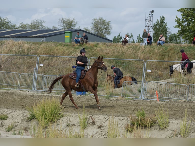 Belgisches Warmblut Stute 6 Jahre 162 cm Fuchs in Hellevoetsluis