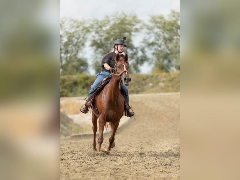Belgisches Warmblut Stute 6 Jahre 162 cm Fuchs in Hellevoetsluis