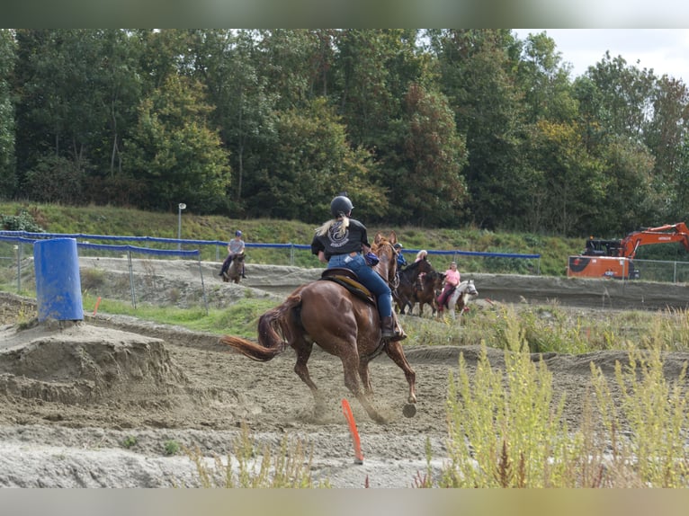 Belgisches Warmblut Stute 6 Jahre 162 cm Fuchs in Hellevoetsluis