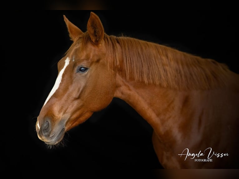 Belgisches Warmblut Stute 6 Jahre 162 cm Fuchs in Hellevoetsluis