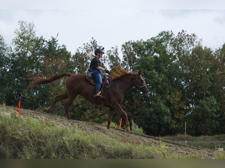 Belgisches Warmblut Stute 6 Jahre 162 cm Fuchs in Hellevoetsluis