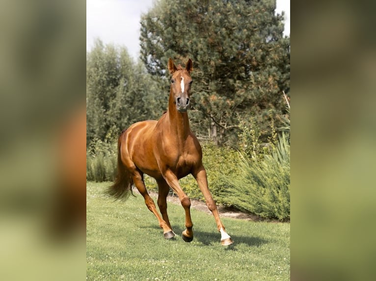 Belgisches Warmblut Stute 6 Jahre 162 cm Fuchs in Hellevoetsluis