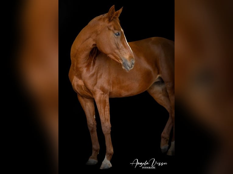 Belgisches Warmblut Stute 6 Jahre 162 cm Fuchs in Hellevoetsluis
