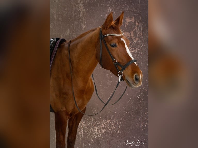 Belgisches Warmblut Stute 6 Jahre 162 cm Fuchs in Hellevoetsluis