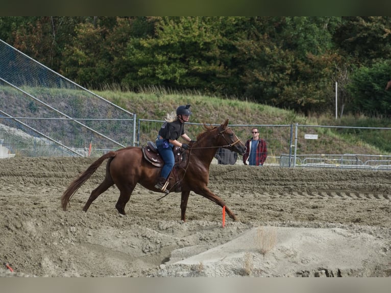 Belgisches Warmblut Stute 6 Jahre 162 cm Fuchs in Hellevoetsluis