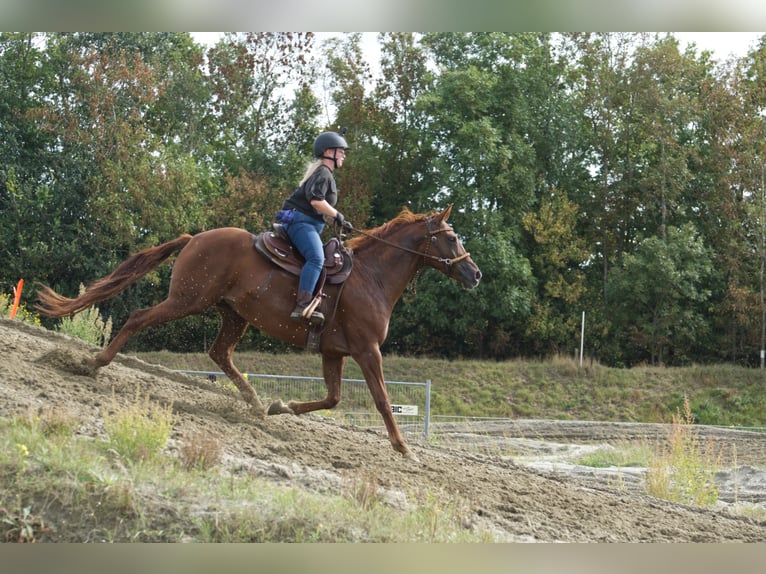 Belgisches Warmblut Stute 6 Jahre 162 cm Fuchs in Hellevoetsluis