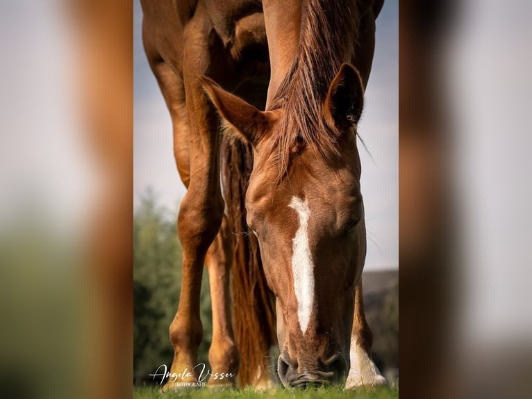 Belgisches Warmblut Stute 6 Jahre 162 cm Fuchs in Hellevoetsluis