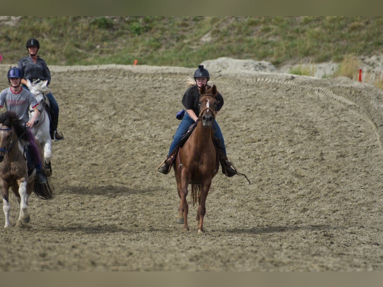Belgisches Warmblut Stute 6 Jahre 162 cm Fuchs in Hellevoetsluis