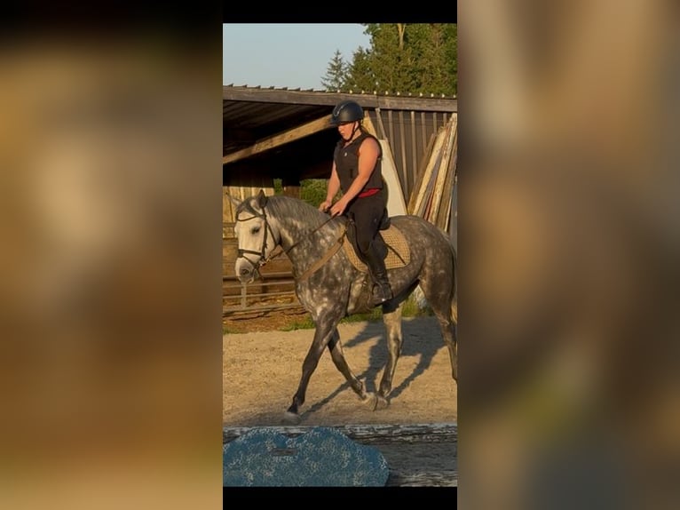 Belgisches Warmblut Stute 6 Jahre 163 cm Blauschimmel in Nederboelare