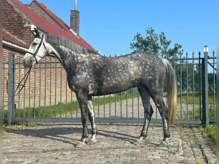 Belgisches Warmblut Stute 6 Jahre 163 cm Blauschimmel in Nederboelare
