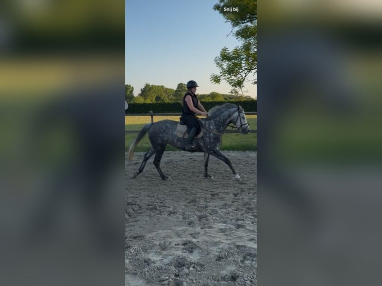 Belgisches Warmblut Stute 6 Jahre 163 cm Blauschimmel in Nederboelare
