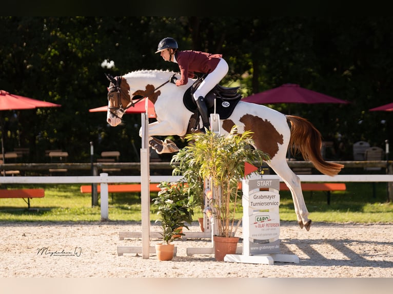 Belgisches Warmblut Stute 6 Jahre 163 cm Schecke in Herrsching am Ammersee