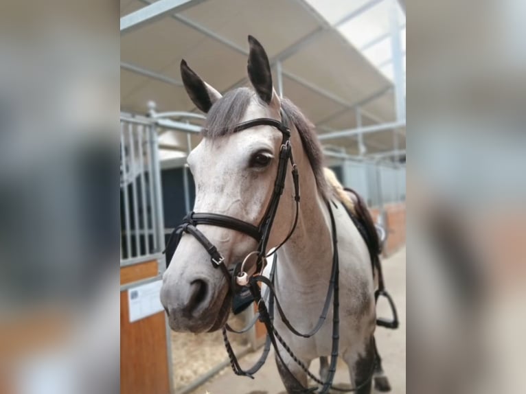 Belgisches Warmblut Stute 6 Jahre 163 cm Schimmel in Weert