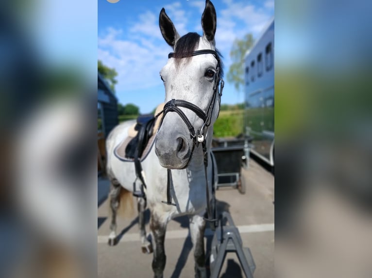 Belgisches Warmblut Stute 6 Jahre 163 cm Schimmel in Weert