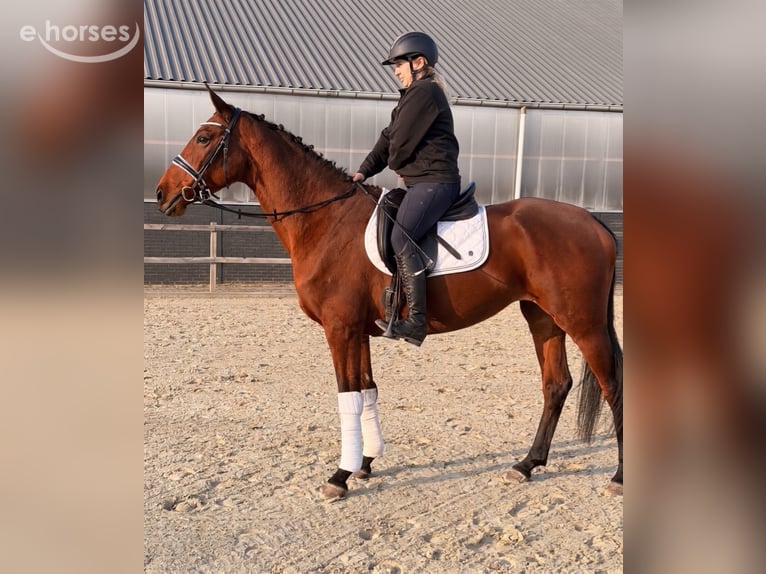 Belgisches Warmblut Stute 6 Jahre 164 cm Brauner in Kaldenkirchen