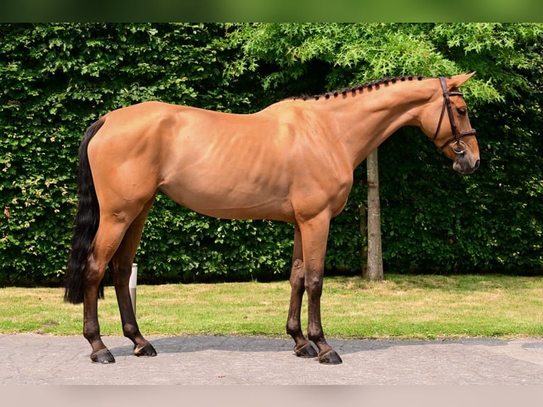 Belgisches Warmblut Stute 6 Jahre 164 cm Brauner in Bladel