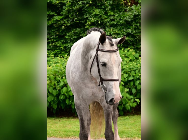 Belgisches Warmblut Stute 6 Jahre 164 cm Schimmel in Bladel