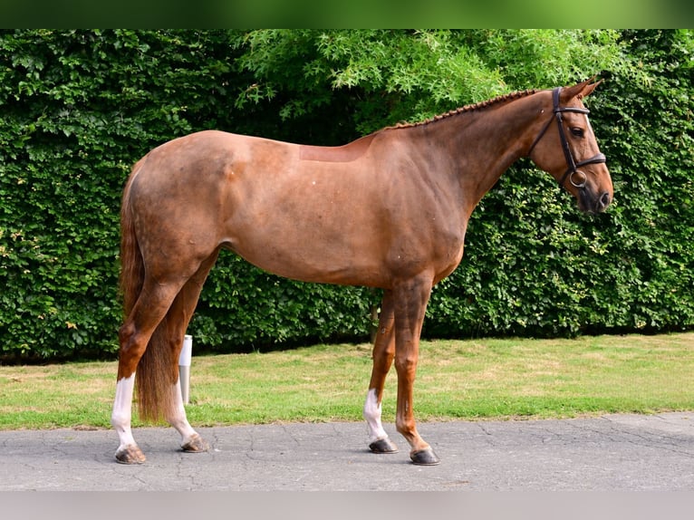 Belgisches Warmblut Stute 6 Jahre 165 cm Fuchs in Bladel