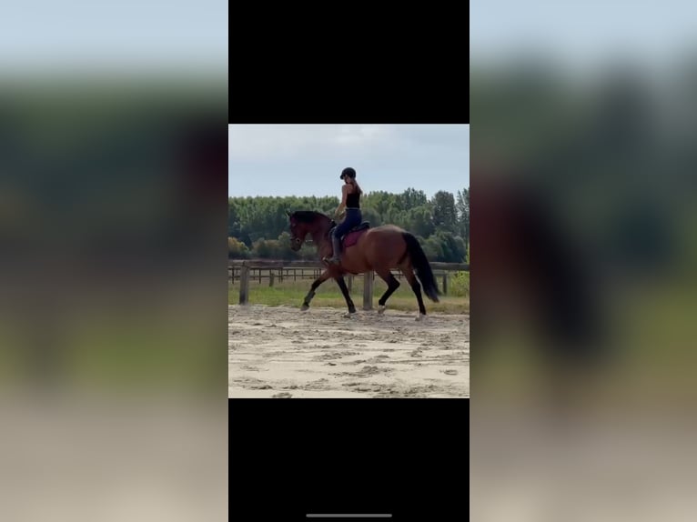 Belgisches Warmblut Stute 6 Jahre 166 cm Dunkelbrauner in Denderwindeke
