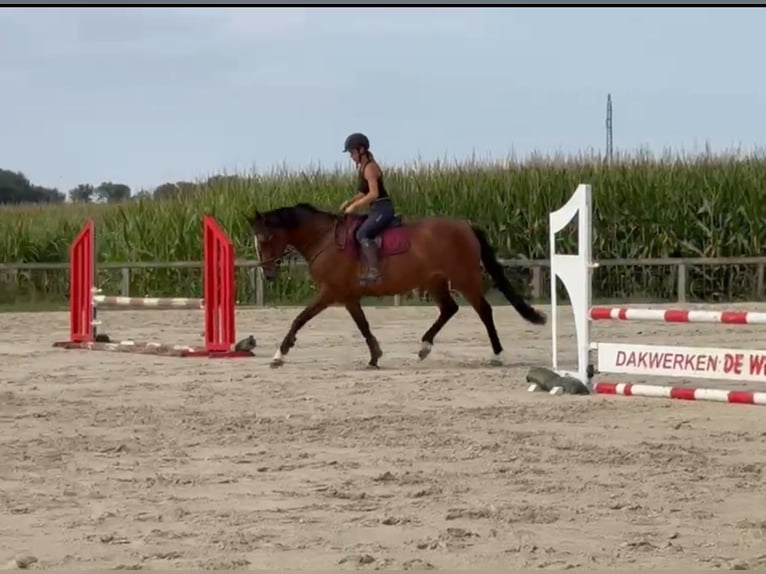 Belgisches Warmblut Stute 6 Jahre 166 cm Dunkelbrauner in Denderwindeke