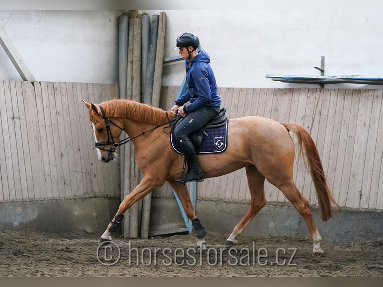 Belgisches Warmblut Stute 6 Jahre 167 cm Fuchs in Plzen