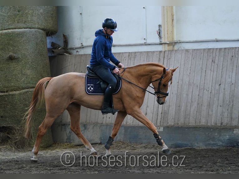 Belgisches Warmblut Stute 6 Jahre 167 cm Fuchs in Plzen