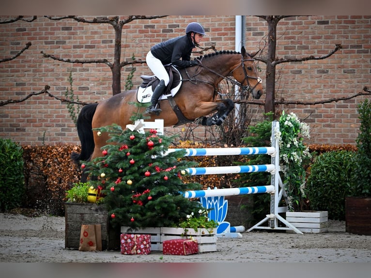 Belgisches Warmblut Stute 6 Jahre 168 cm Brauner in Bladel