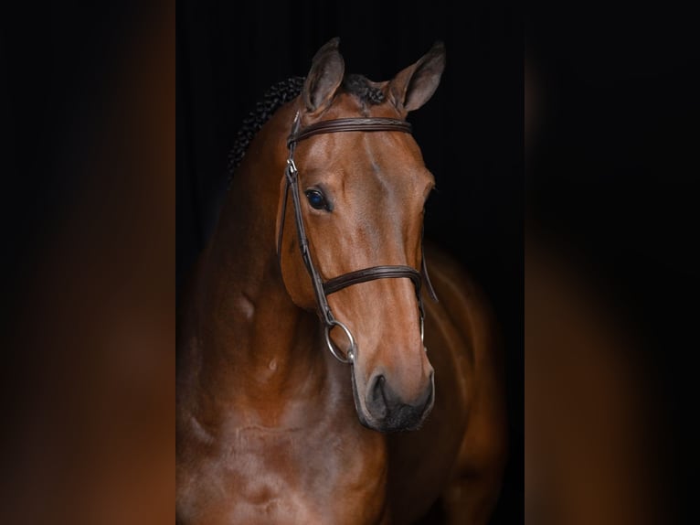 Belgisches Warmblut Stute 6 Jahre 168 cm Brauner in Bladel