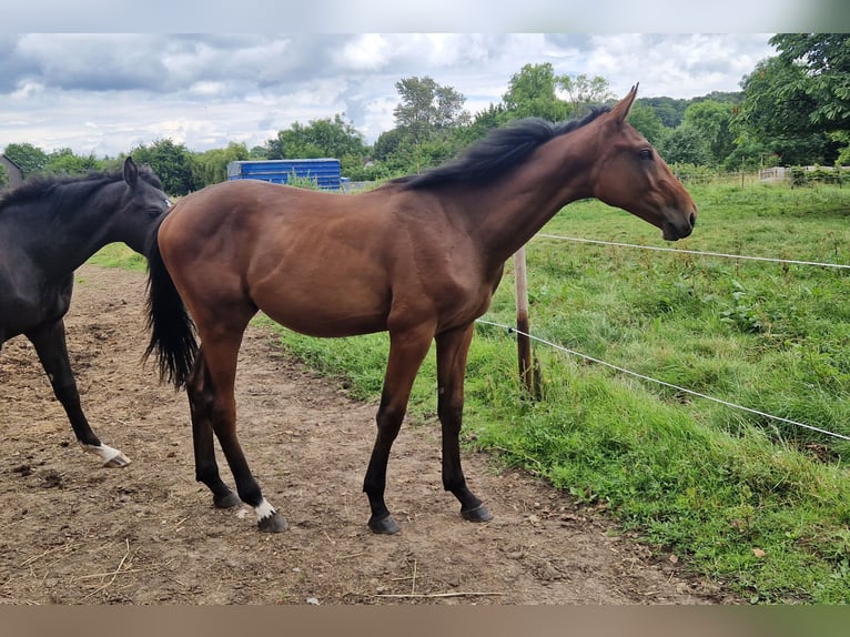 Belgisches Warmblut Stute 6 Jahre 168 cm Brauner in Wachtberg