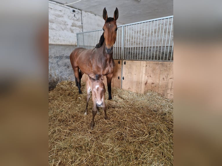 Belgisches Warmblut Stute 6 Jahre 168 cm Brauner in Wachtberg