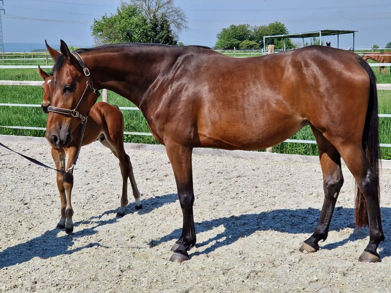 Belgisches Warmblut Stute 6 Jahre 168 cm Brauner in Wachtberg