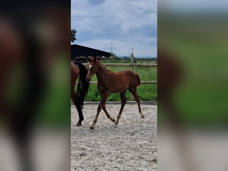 Belgisches Warmblut Stute 6 Jahre 168 cm Brauner in Wachtberg