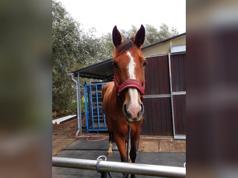 Belgisches Warmblut Stute 6 Jahre 170 cm Brauner in Wervik Belgisches Warmblut Stute 6 Jahre 170 cm Brauner in Wervik