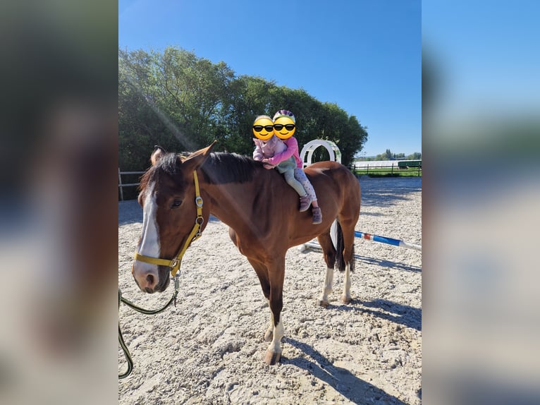 Belgisches Warmblut Stute 6 Jahre 170 cm Brauner in Wachtberg