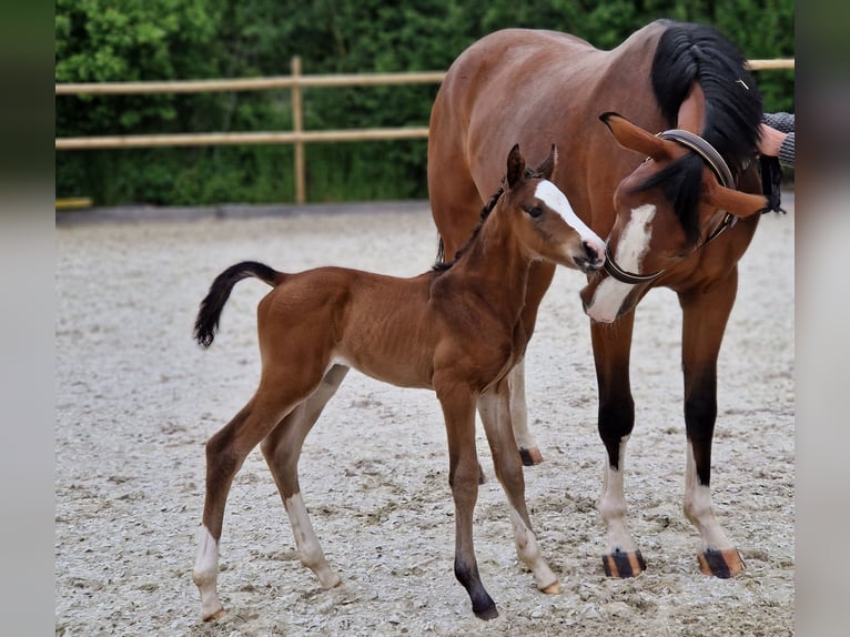 Belgisches Warmblut Stute 6 Jahre 170 cm Brauner in Wachtberg