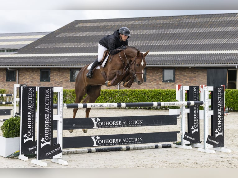 Belgisches Warmblut Stute 6 Jahre 170 cm Dunkelfuchs in Waddinxveen