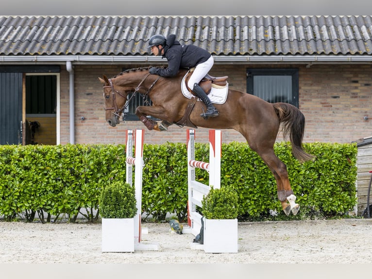 Belgisches Warmblut Stute 6 Jahre 170 cm Dunkelfuchs in Waddinxveen