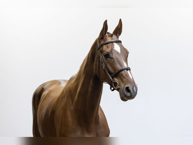 Belgisches Warmblut Stute 6 Jahre 170 cm Dunkelfuchs in Waddinxveen