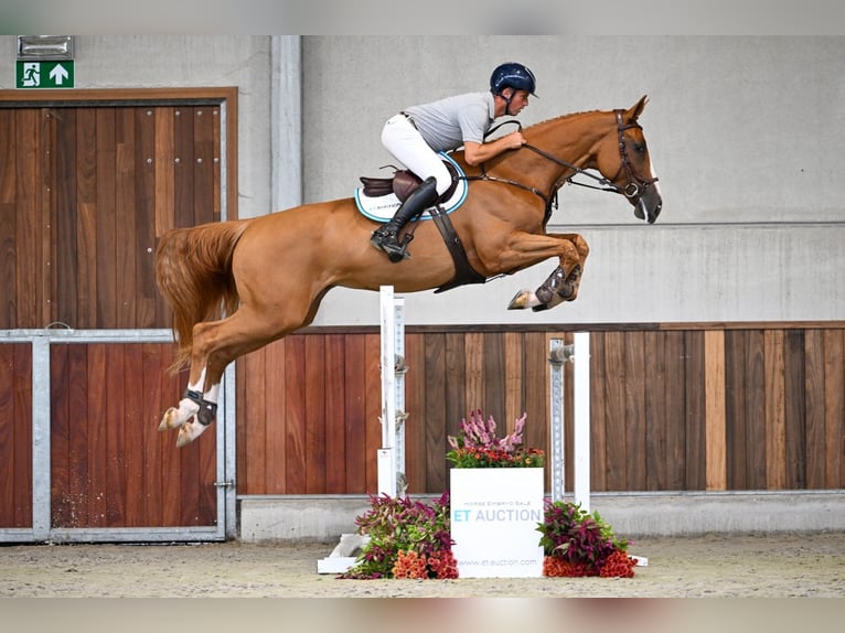 Belgisches Warmblut Stute 6 Jahre 170 cm Dunkelfuchs in Zelle