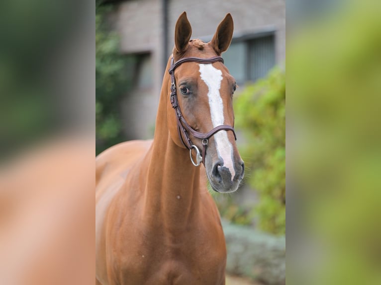 Belgisches Warmblut Stute 6 Jahre 170 cm Dunkelfuchs in Zelle