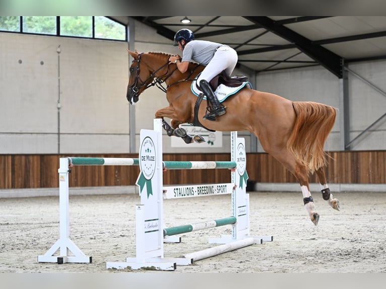 Belgisches Warmblut Stute 6 Jahre 170 cm Dunkelfuchs in Zelle
