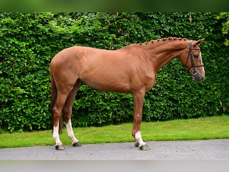 Belgisches Warmblut Stute 6 Jahre 170 cm Fuchs in Bladel