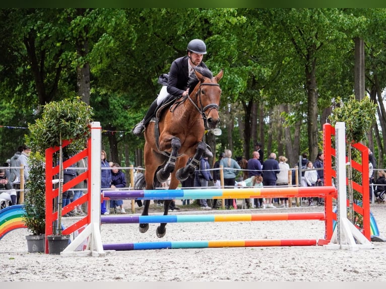 Belgisches Warmblut Stute 6 Jahre 173 cm Brauner in Vorselaar