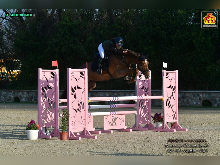 Belgisches Warmblut Stute 6 Jahre 174 cm Brauner in Treviglio
