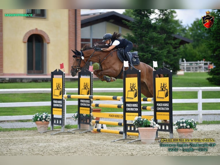 Belgisches Warmblut Stute 6 Jahre 174 cm Brauner in Treviglio