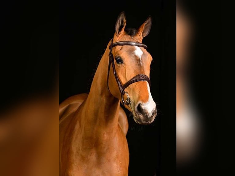 Belgisches Warmblut Stute 6 Jahre Blauschimmel in Bladel