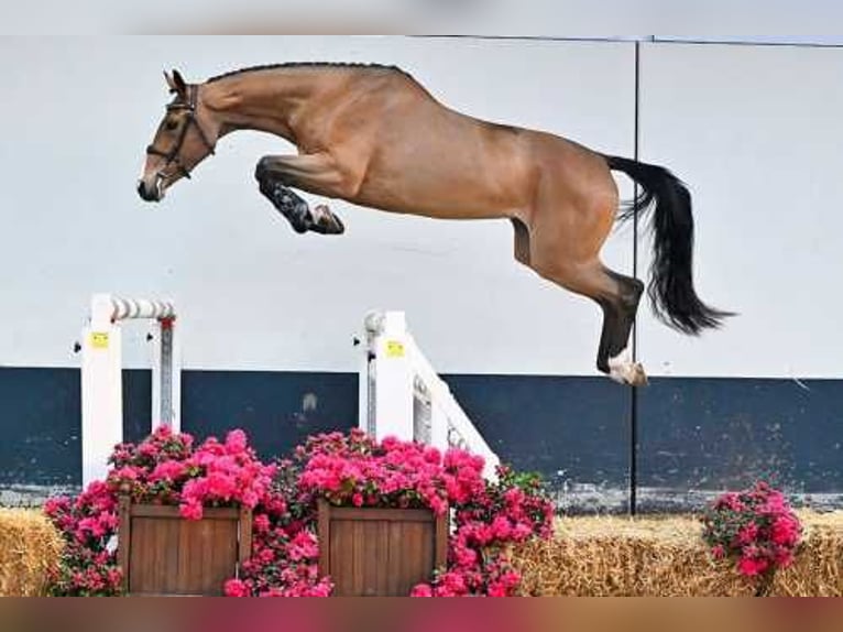 Belgisches Warmblut Stute 6 Jahre Blauschimmel in Bladel