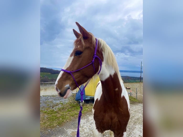 Belgisches Warmblut Stute 7 Jahre 158 cm Schecke in Wolfhalden