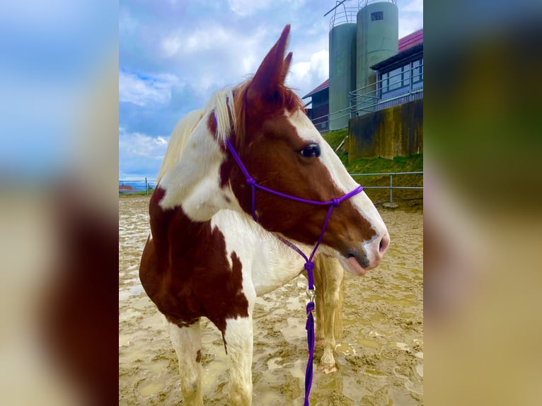 Belgisches Warmblut Stute 7 Jahre 158 cm Schecke in Wolfhalden